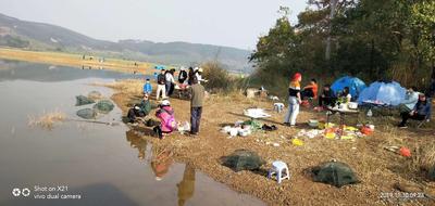 国庆10月456扶绥枫叶岛露营+捕鱼+摘捻果番桃果牛甘果3日游198(含车费船费保险)