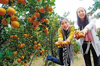 武鸣看花摘果窑红薯窑土鸡一日游48元