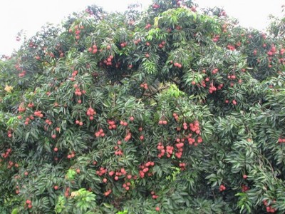钦州新棠摘荔枝农家乐一日游