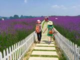 忻城薰衣草庄园千亩薰衣草、莫土司后花园休闲一天游