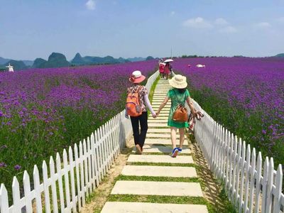忻城薰衣草庄园千亩薰衣草、莫土司后花园休闲一天游