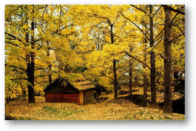 11月22-23号桂林海洋银杏最美深度游大桐木-小平乐+北岱底+思安头2日深度游208元