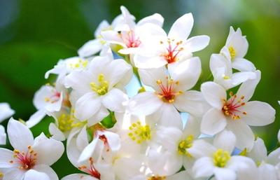 大明山罗波潭风光、小陆赏油桐花+杜鹃花+踏春摄影一日游48元